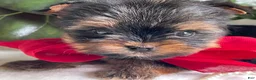Biewer Terrier dogs for sale: Itty Bitty - Ad 6