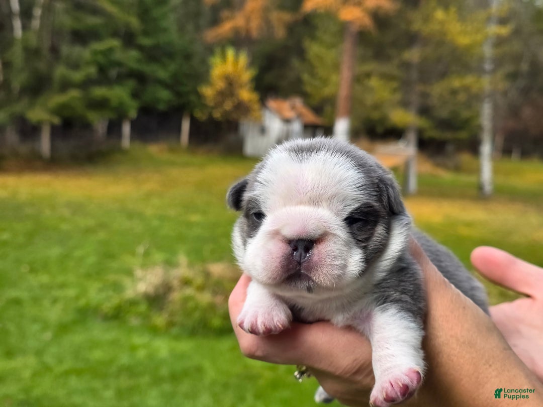 French Bulldog dogs for sale: Sven- a Blue Big Rope Frenchie - Ad 1