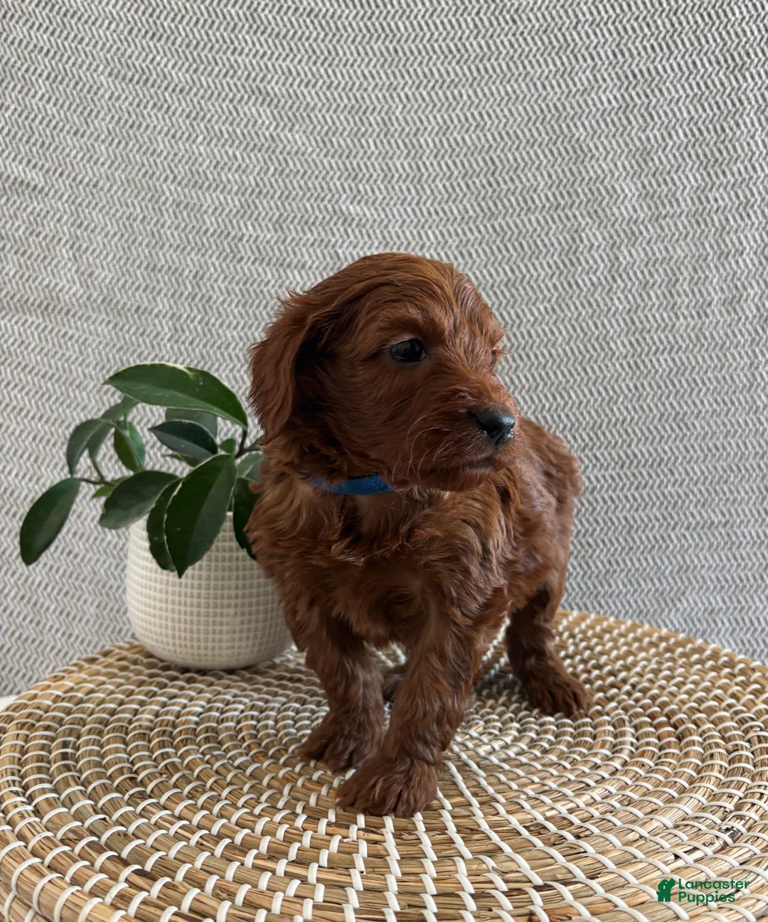 Irish Doodle dogs for sale: Cupid - Ad 2