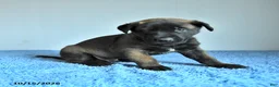 Belgian Malinois dogs for sale: Archer - Ad 5