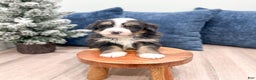 Mini Bernedoodle dogs for sale: Archie - Ad 2