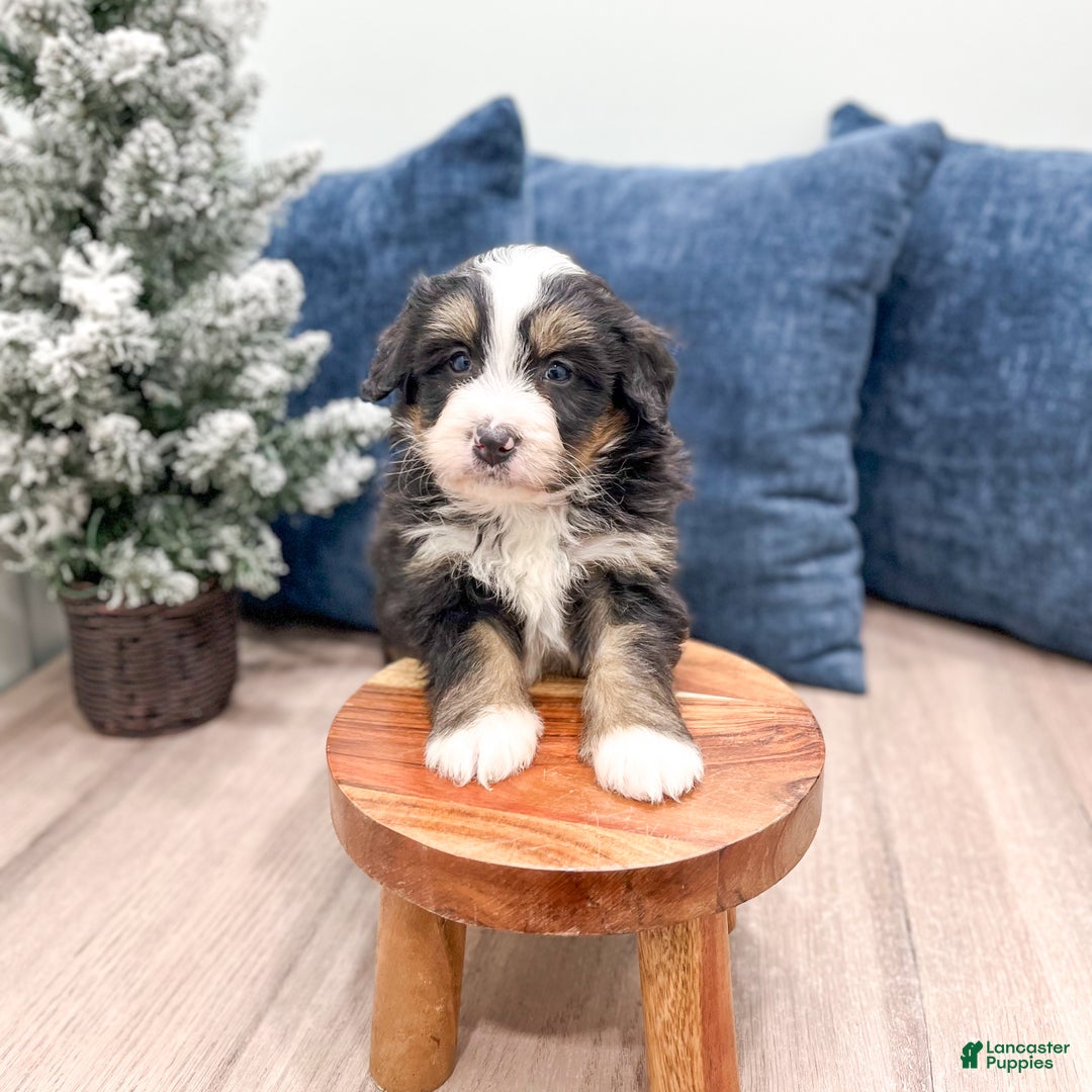 Mini Bernedoodle dogs for sale: Archie - Ad 2