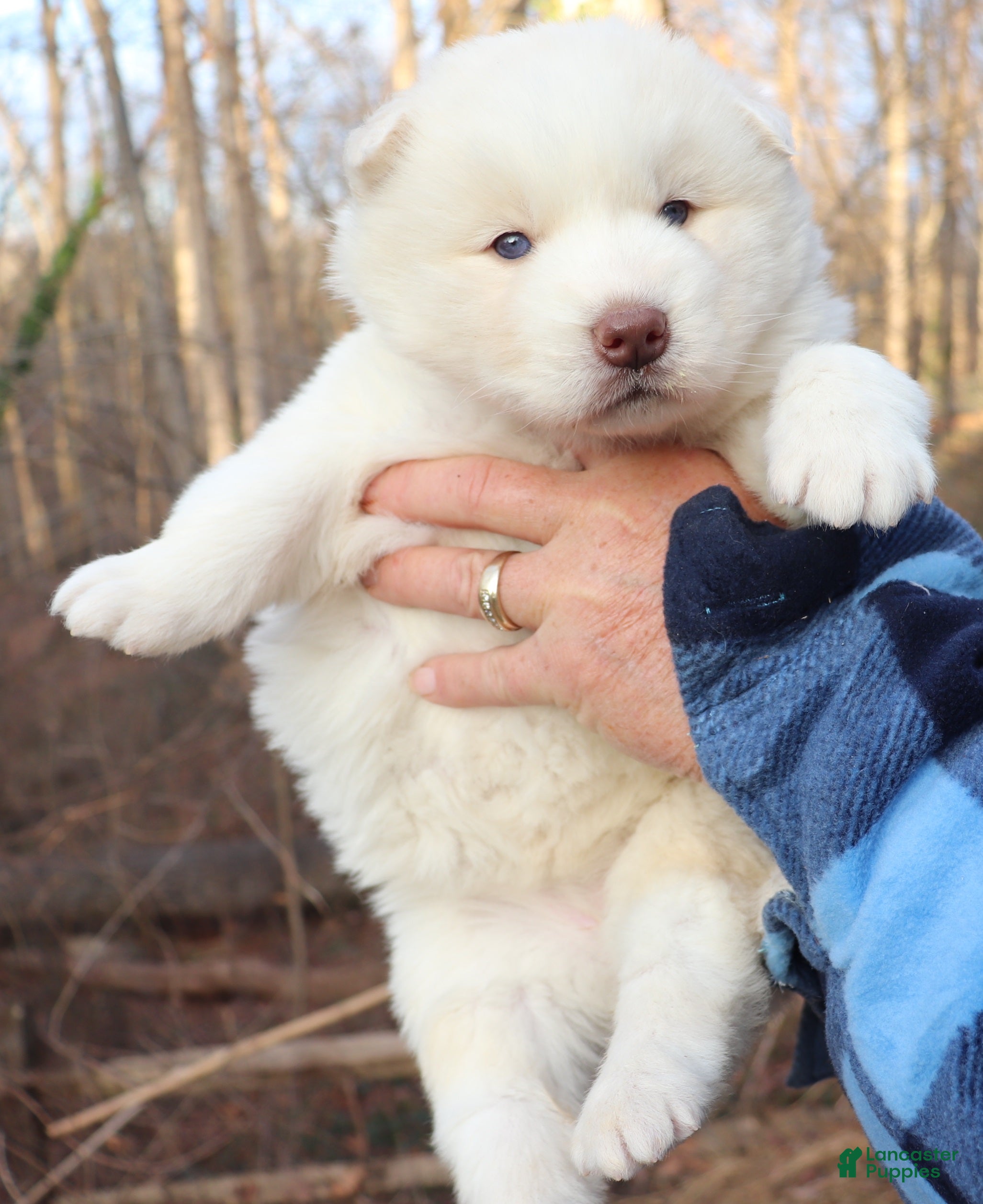 Siberian Husky dogs Siberian Husky Puppy 4 - Ad 1