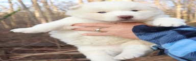 Siberian Husky Puppy 4