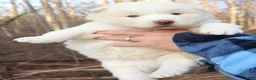 Siberian Husky dogs for sale: Siberian Husky Puppy 4 - Ad 1