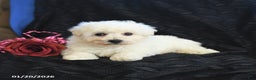 Bichon Frise dogs for sale: Pansy - Ad 2