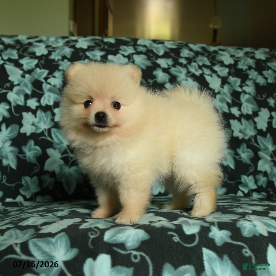Pomeranian dogs Daisy - Ad 2