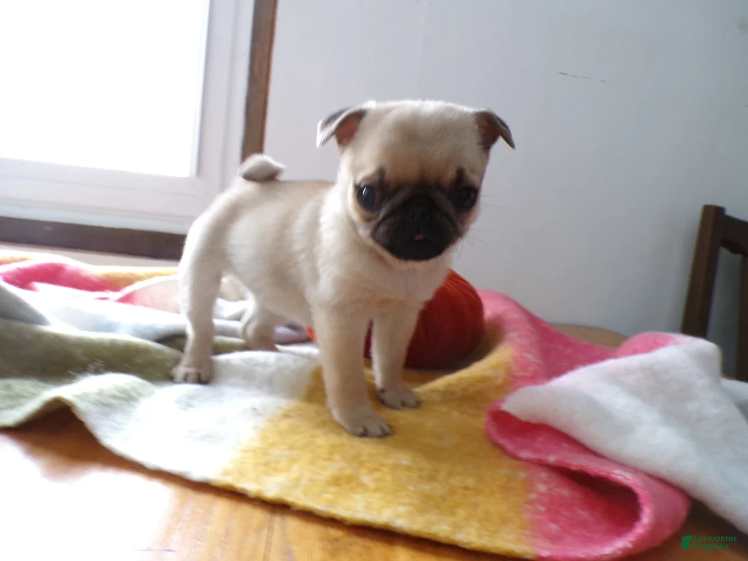 Pug dogs for sale: Pug Puppy 2 Tootsie - Ad 3