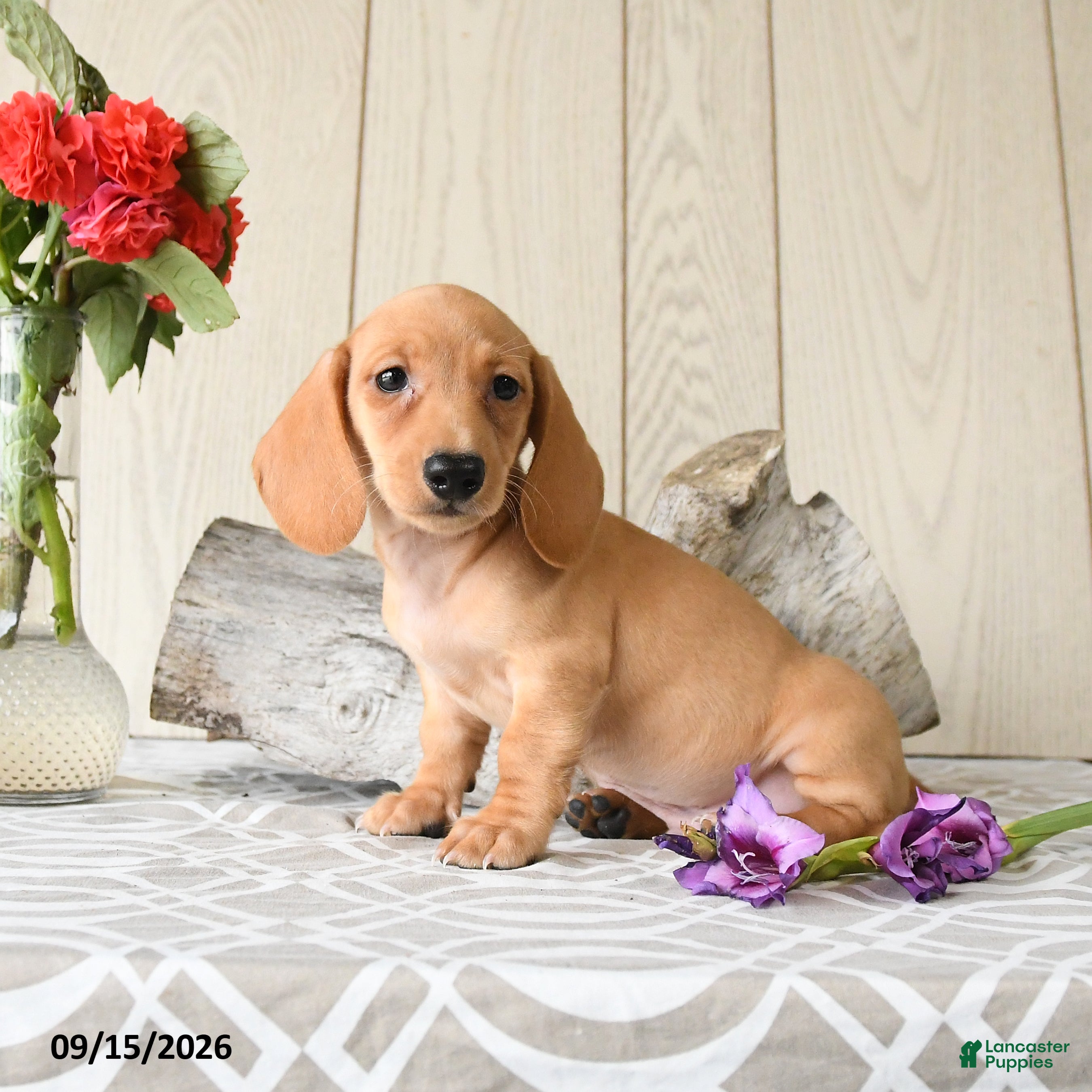 Miniature Dachshund dogs Ollie - Ad 1