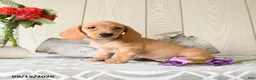 Miniature Dachshund dogs for sale: Ollie - Ad 1