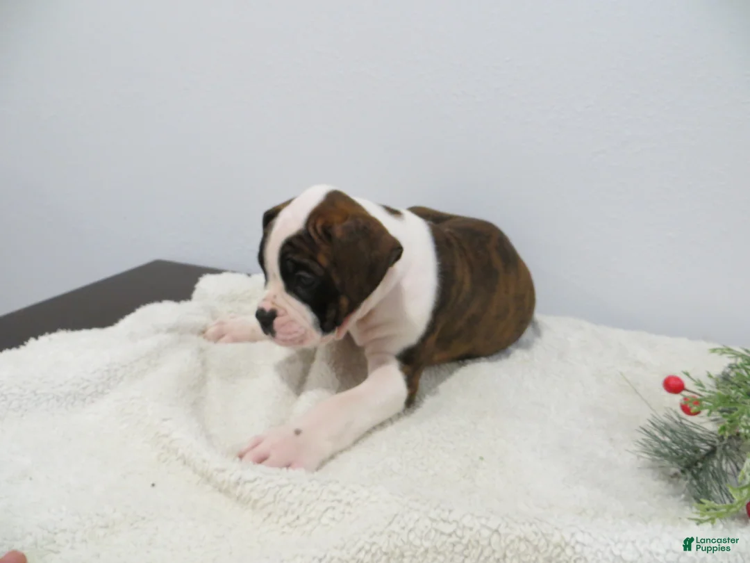 Boxer dogs for sale: ⛵️RAFT - Ad 4