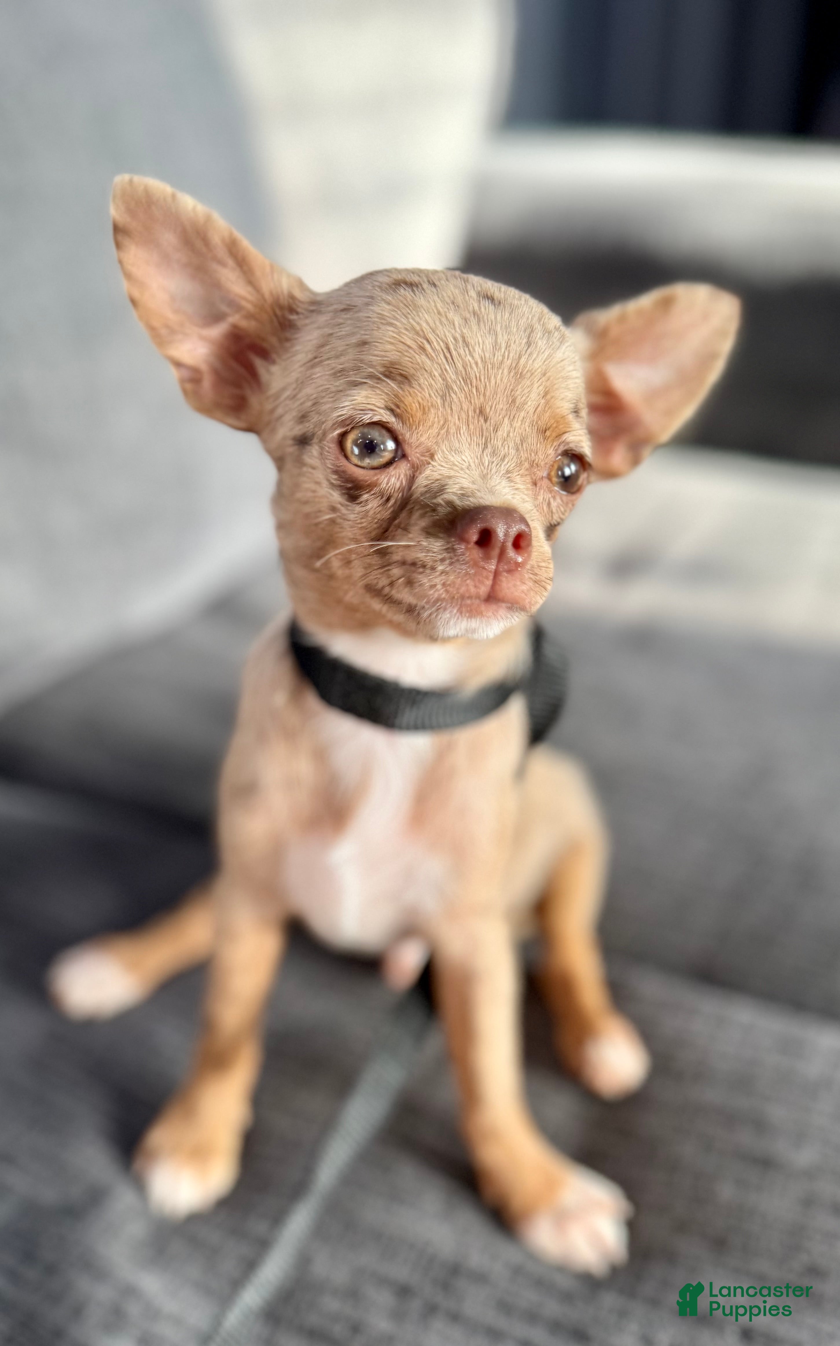 Chihuahua dogs Merle  - Ad 1