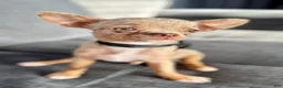 Chihuahua dogs for sale: Merle  - Ad 1