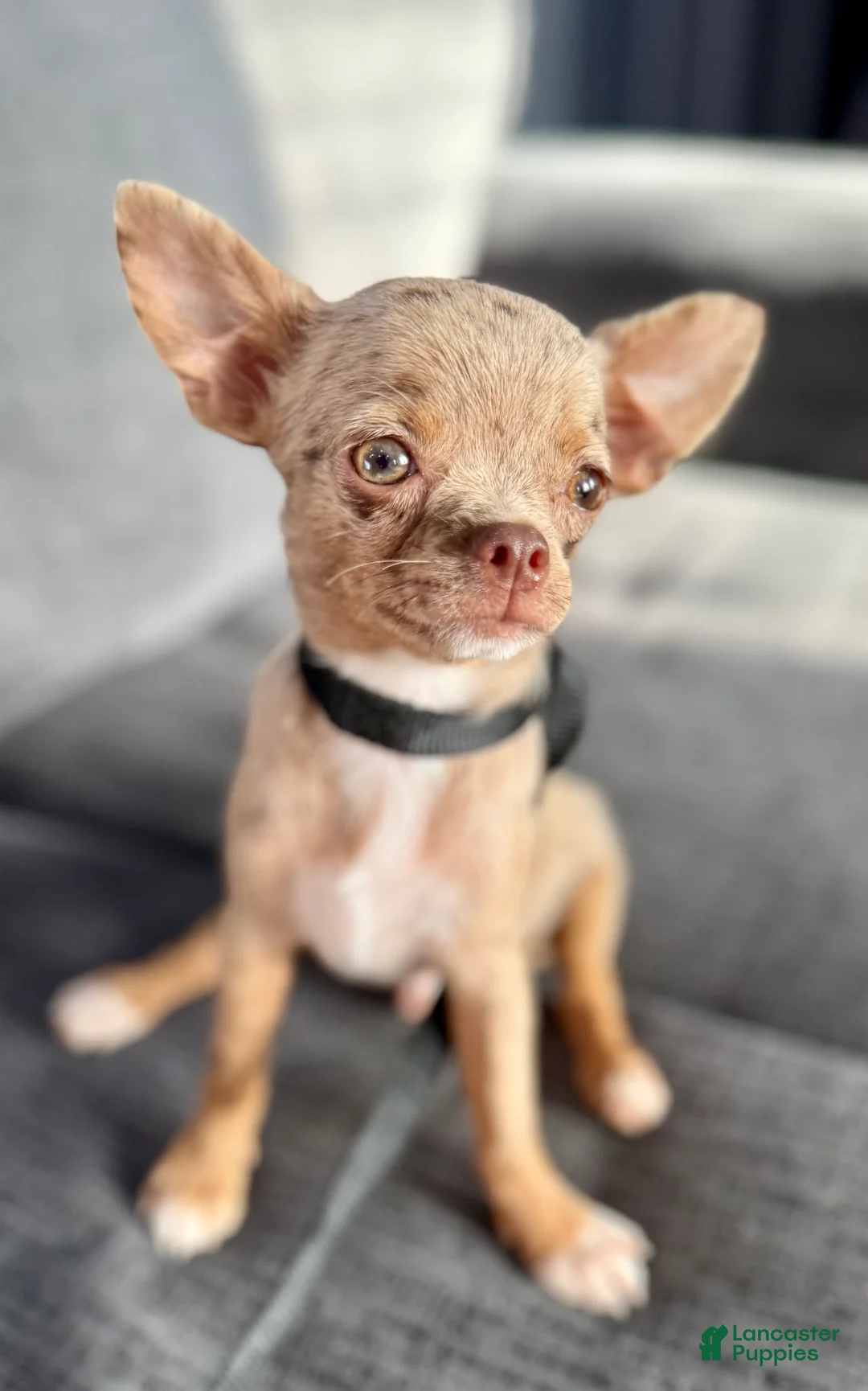 Chihuahua dogs for sale: Merle  - Ad 1
