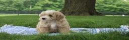 Mini Goldendoodle dogs for sale: Tinkerbell - Ad 9