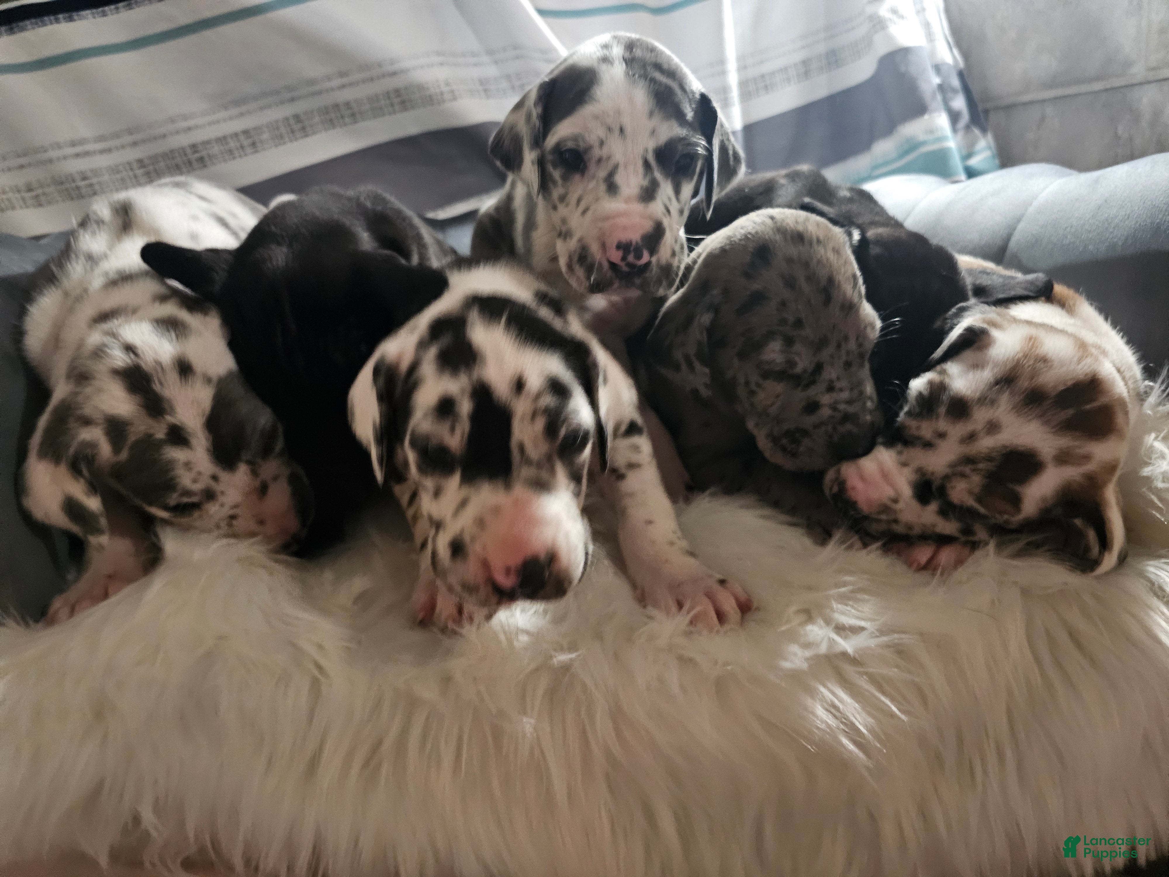 Great Dane dogs Black - Ad 1