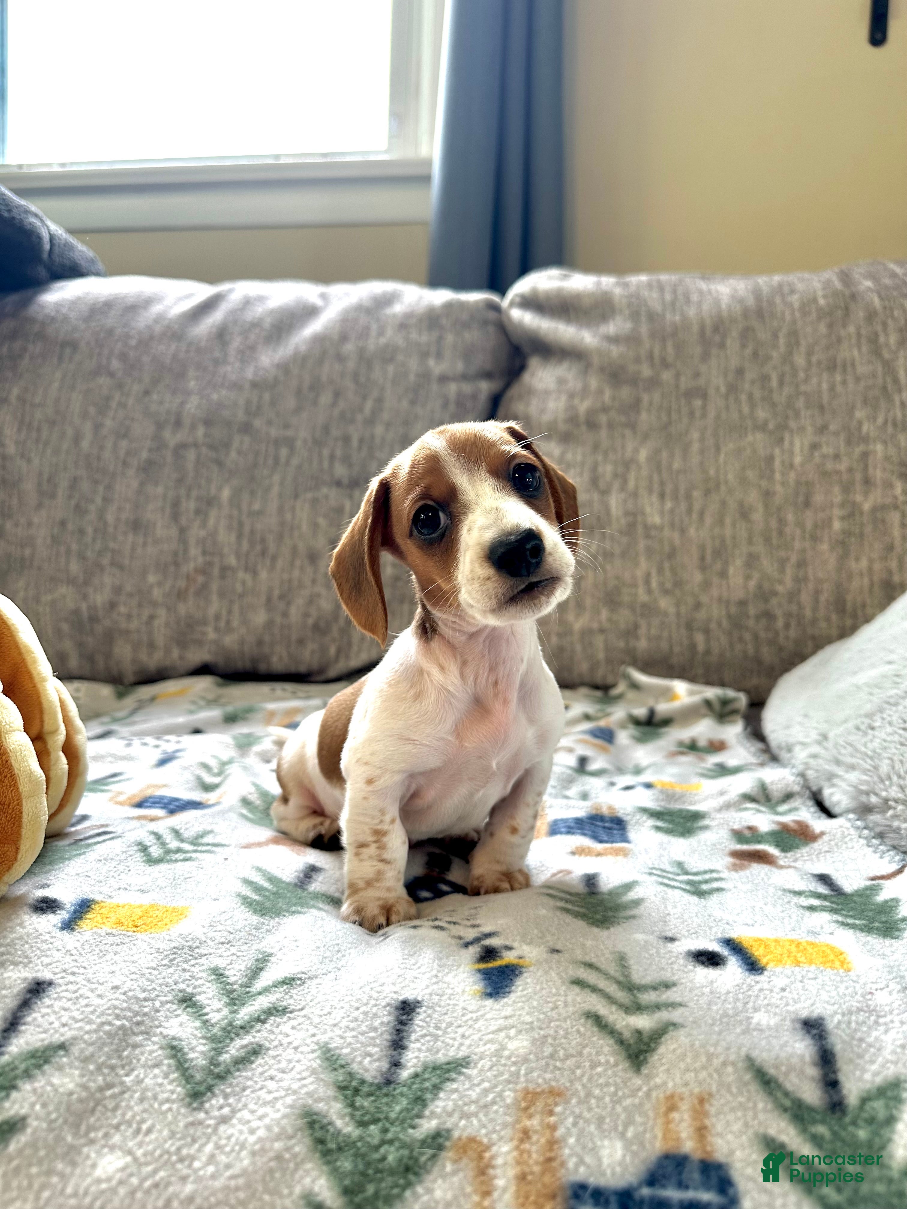 Miniature Dachshund dogs Coconut 🥥 - Ad 1