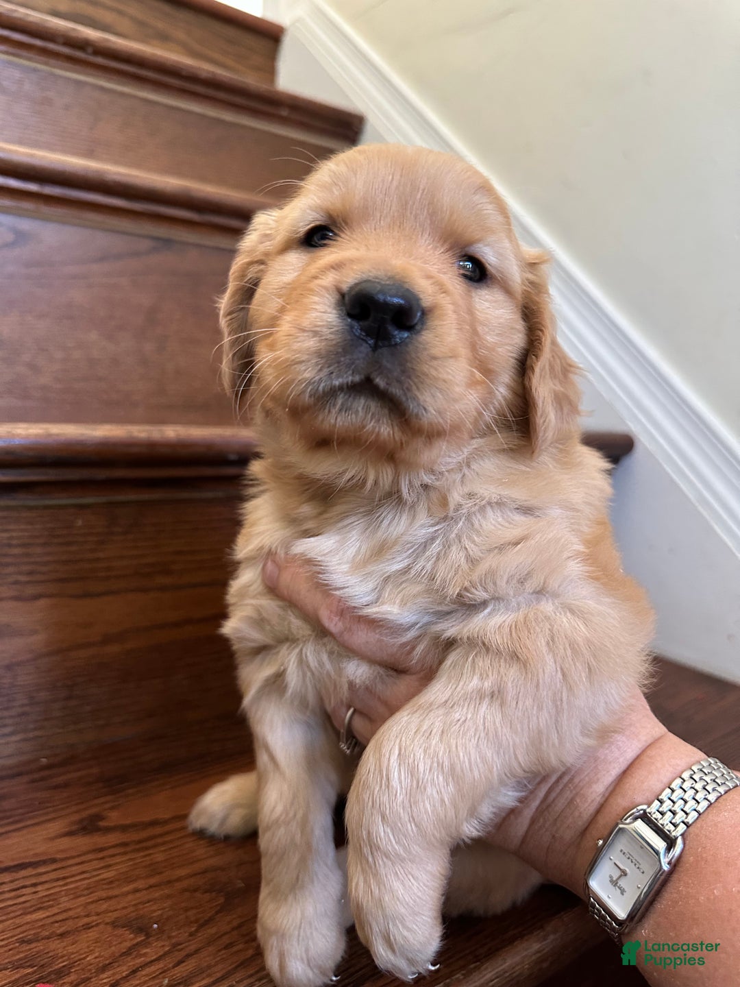 Golden Retriever dogs for sale: Guss - Ad 12