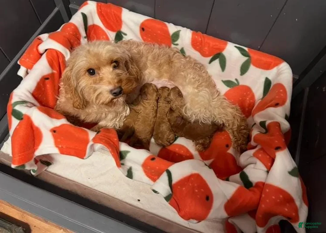 Cavapoo dogs for sale: Kenny - Ad 2