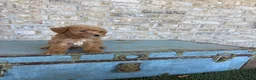 Miniature Labradoodle dogs for sale: Bentley  - Ad 7