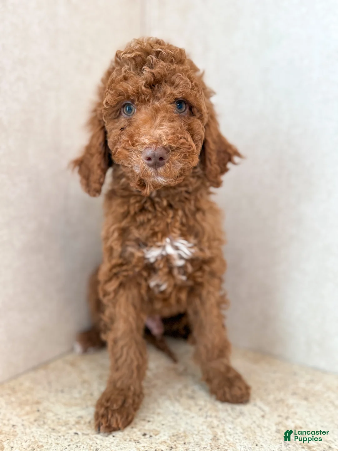 Goldendoodle dogs for sale: Martha  - Ad 10