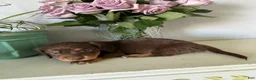 Miniature Dachshund dogs for sale: Cooper - Ad 12