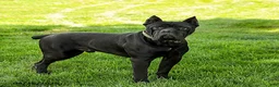 Cane Corso dogs for sale: Chara  - Ad 7