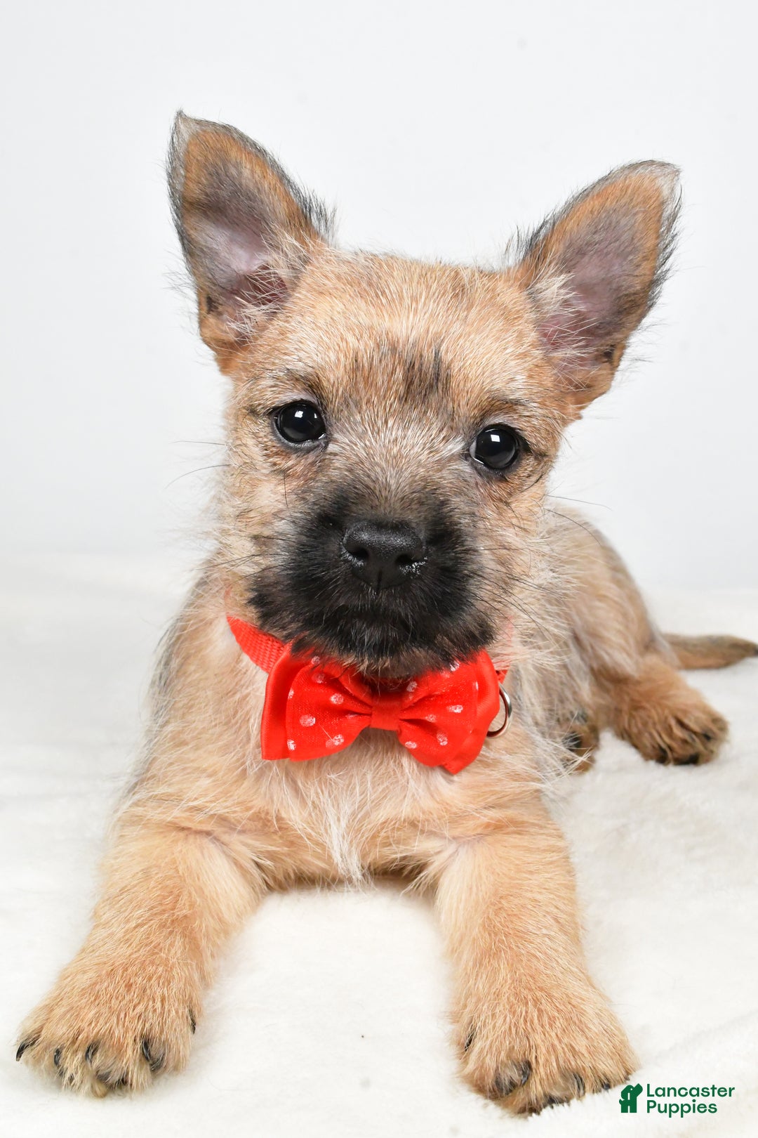 Cairn Terrier dogs for sale: Tristan - Ad 4