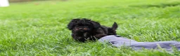 Cavapoo dogs for sale: Jake - Ad 3