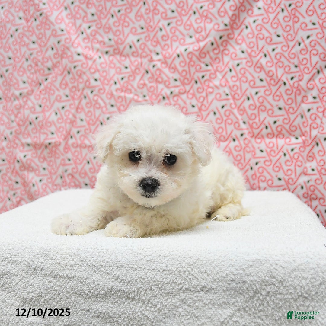 Bichon Frise dogs for sale: Prince   - Ad 4
