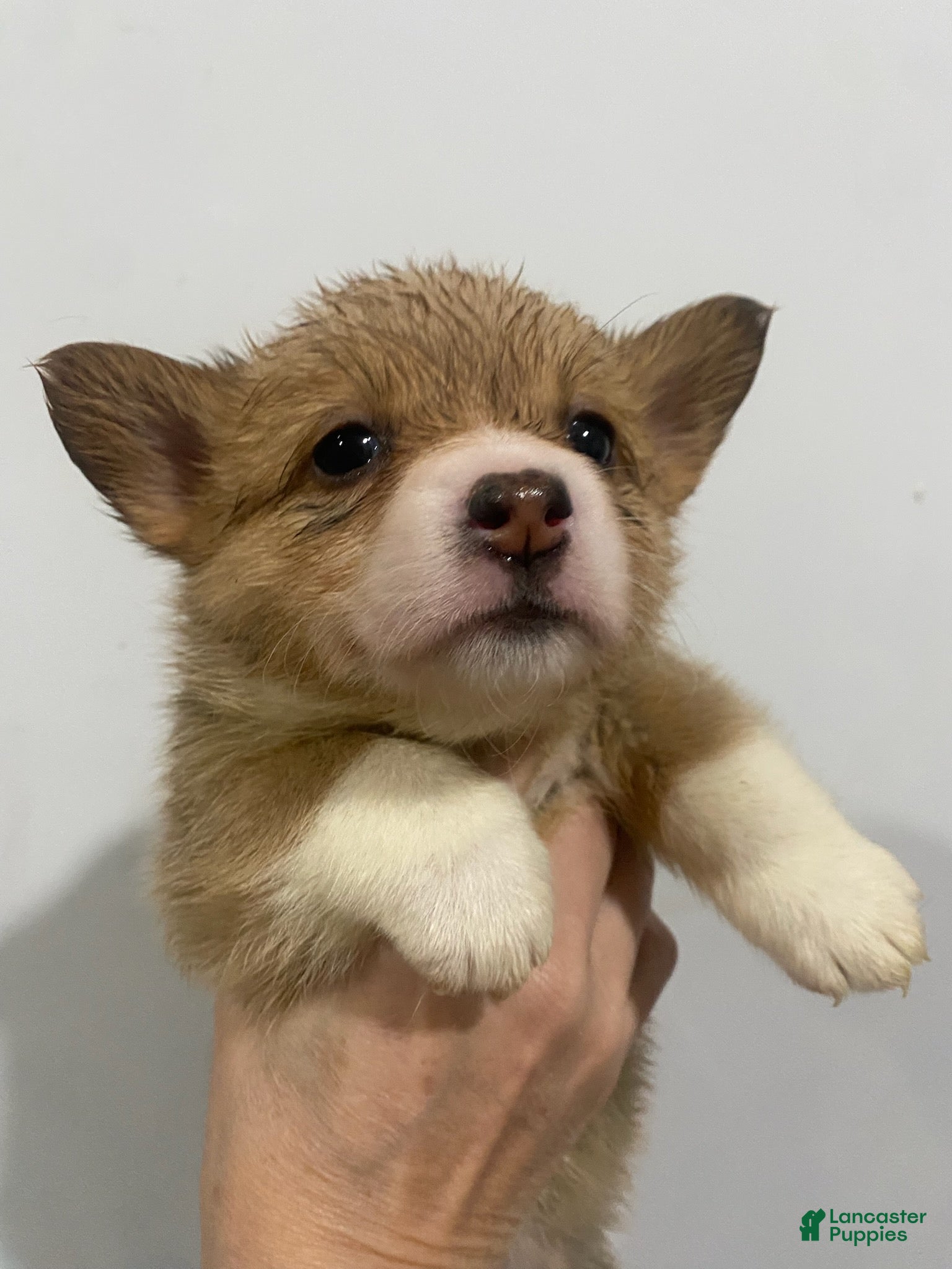 Welsh Corgi Pembroke dogs Buddy - Ad 4