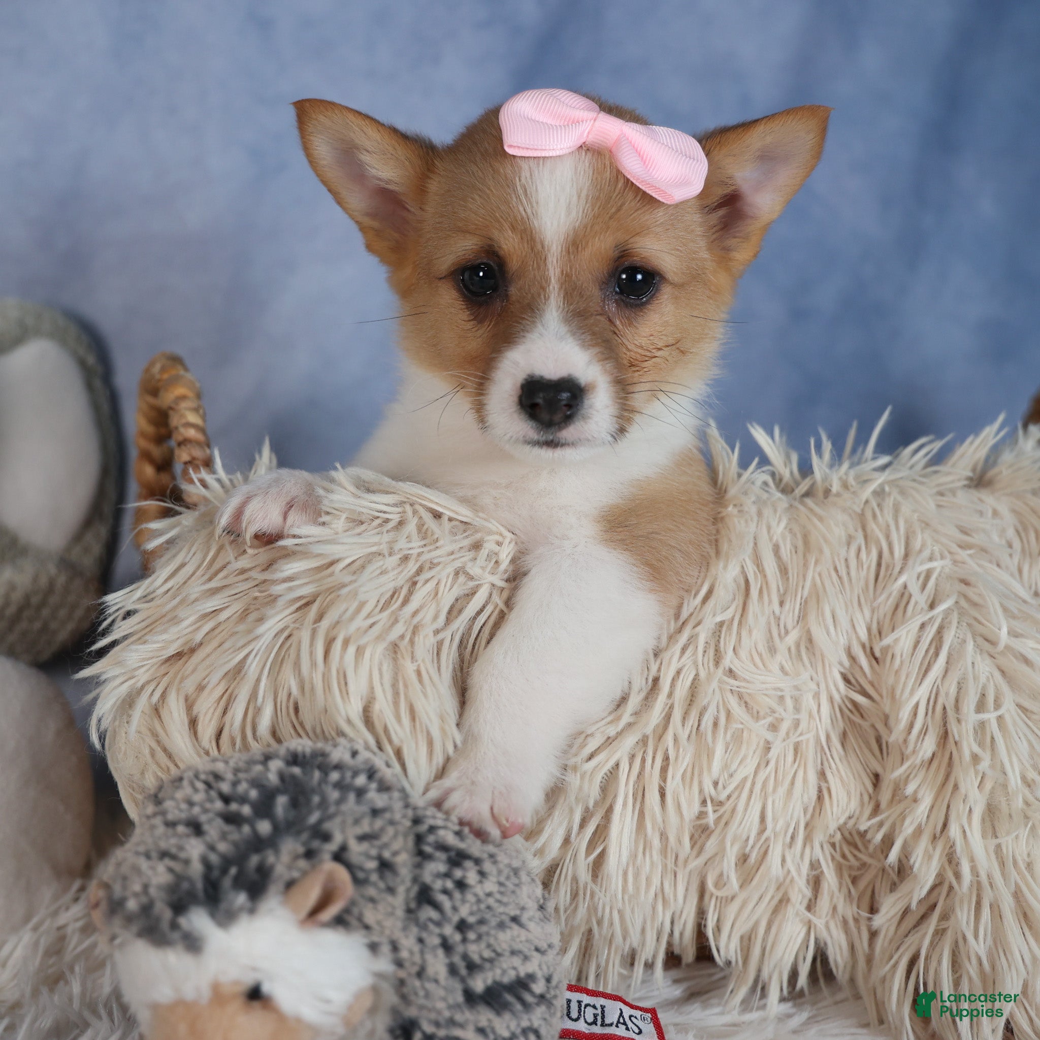 Welsh Corgi Pembroke dogs Demi - Ad 28