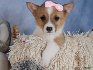 Welsh Corgi Pembroke dogs Demi - Ad 28