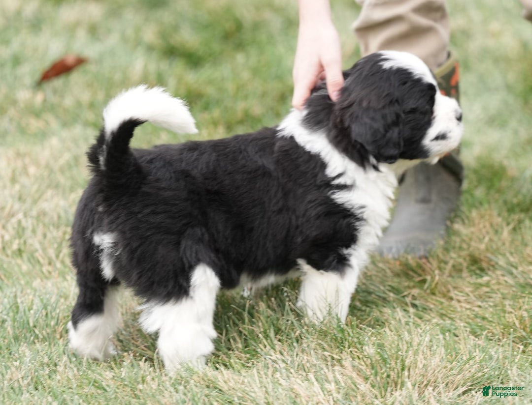 Saint Berdoodles dogs for sale: Bear - Ad 3