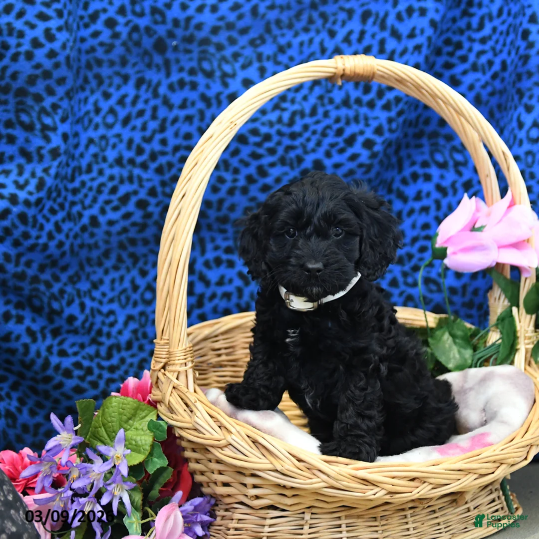 Cockapoo dogs for sale: Forest - Ad 5