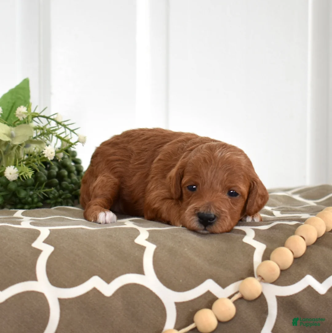 Toy Poodle dogs for sale: Petals  - Ad 1