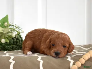 Toy Poodle dogs Petals - Ad 17