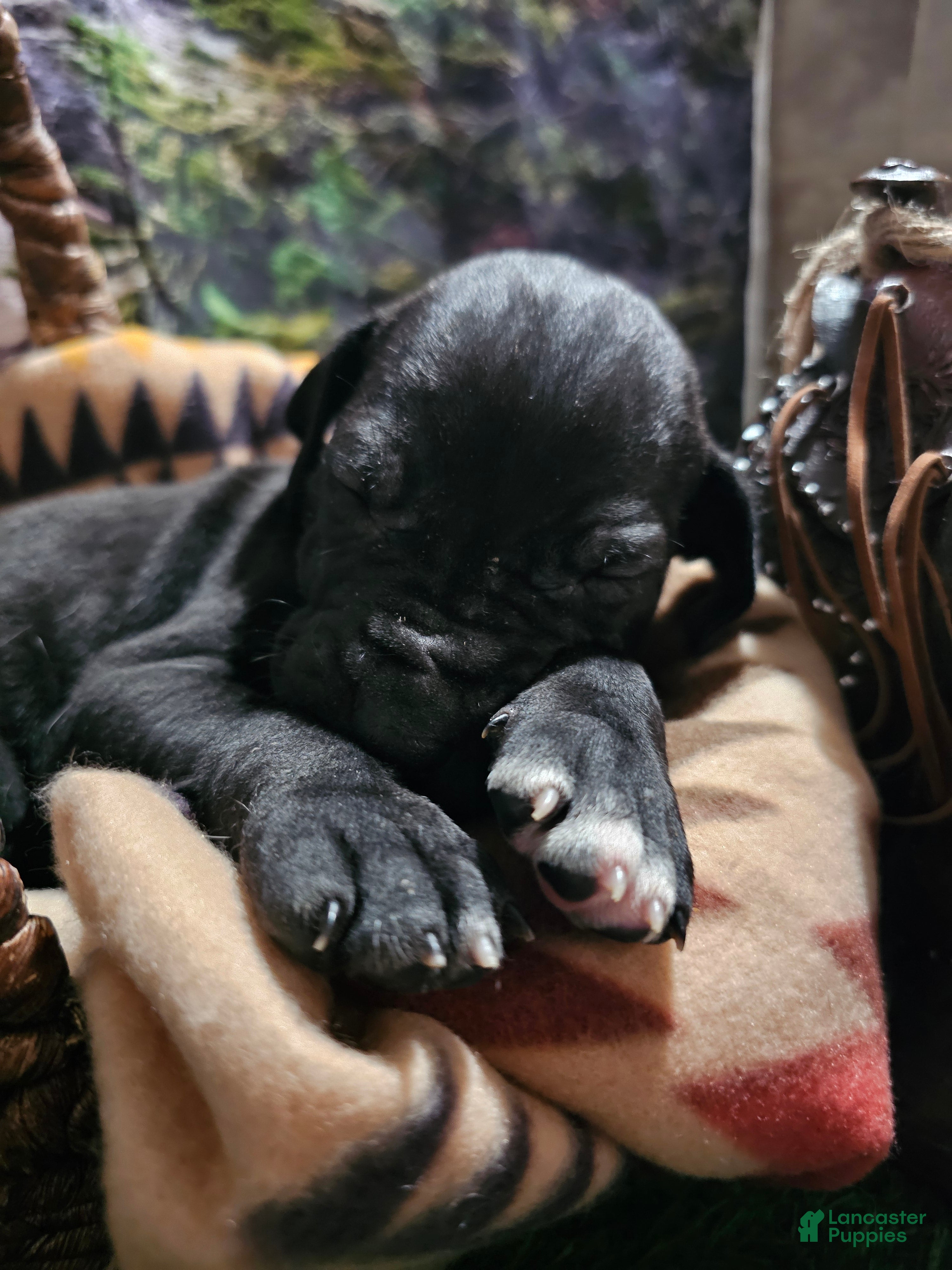 Great Dane dogs Black - Ad 2