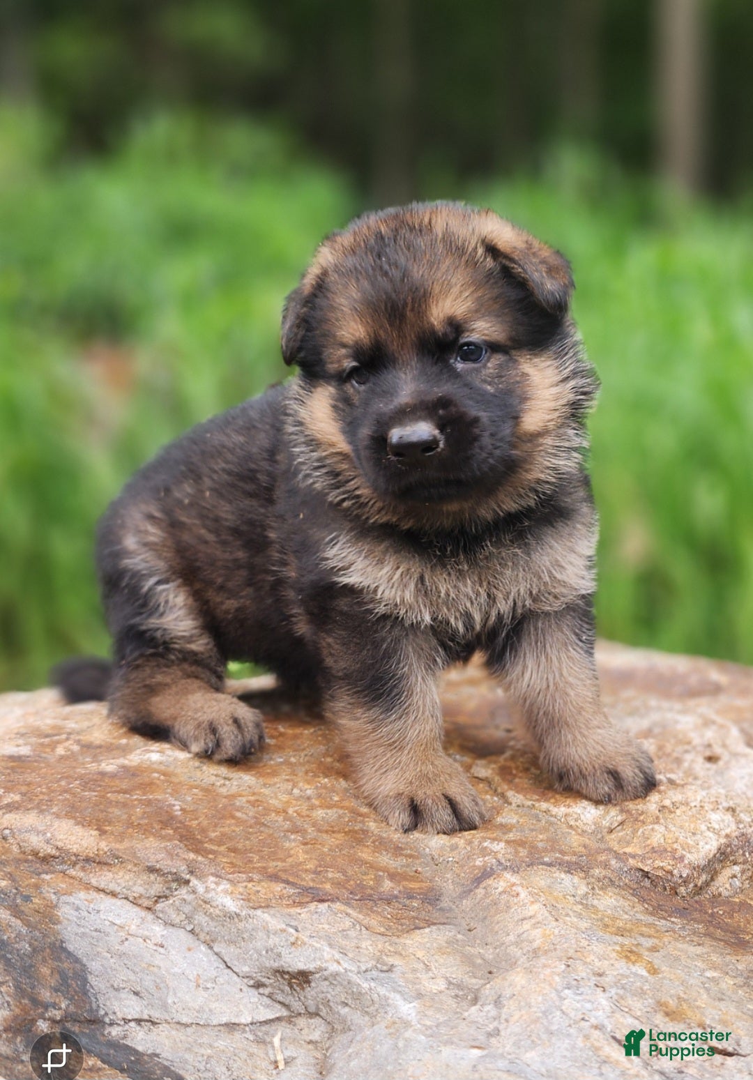 German Shepherd dogs German Shepherd 10 Thora - Ad 1