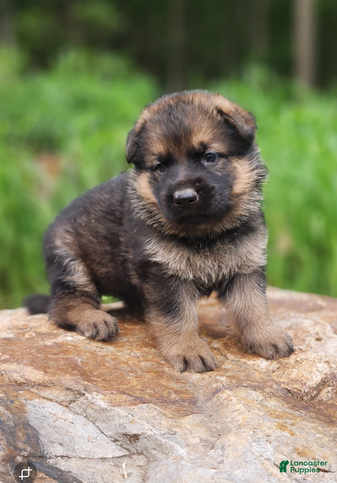 German Shepherd dogs for sale: German Shepherd 10 Thora - Ad 1