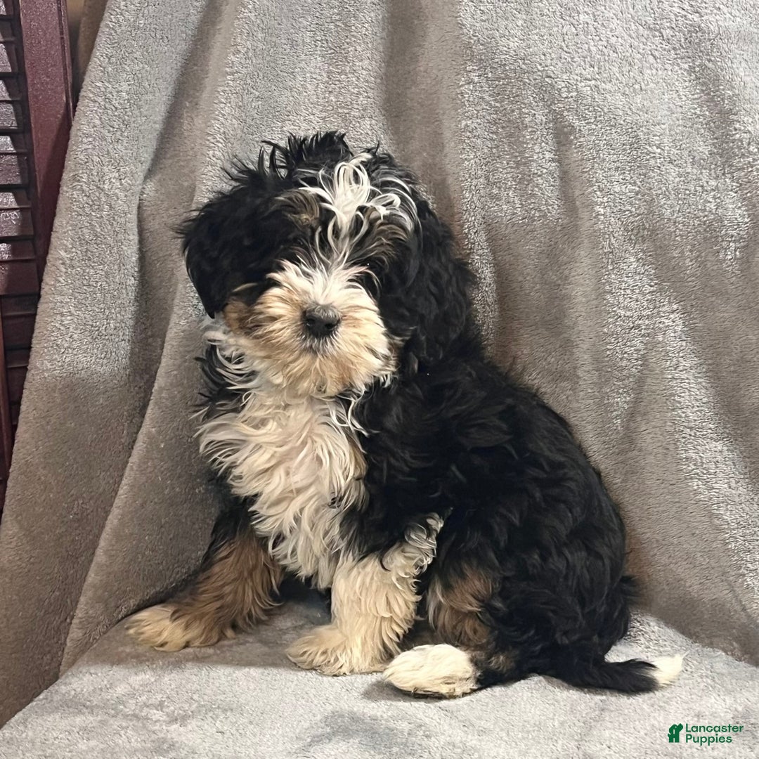 Mini Bernedoodle dogs for sale: Eden - Ad 2