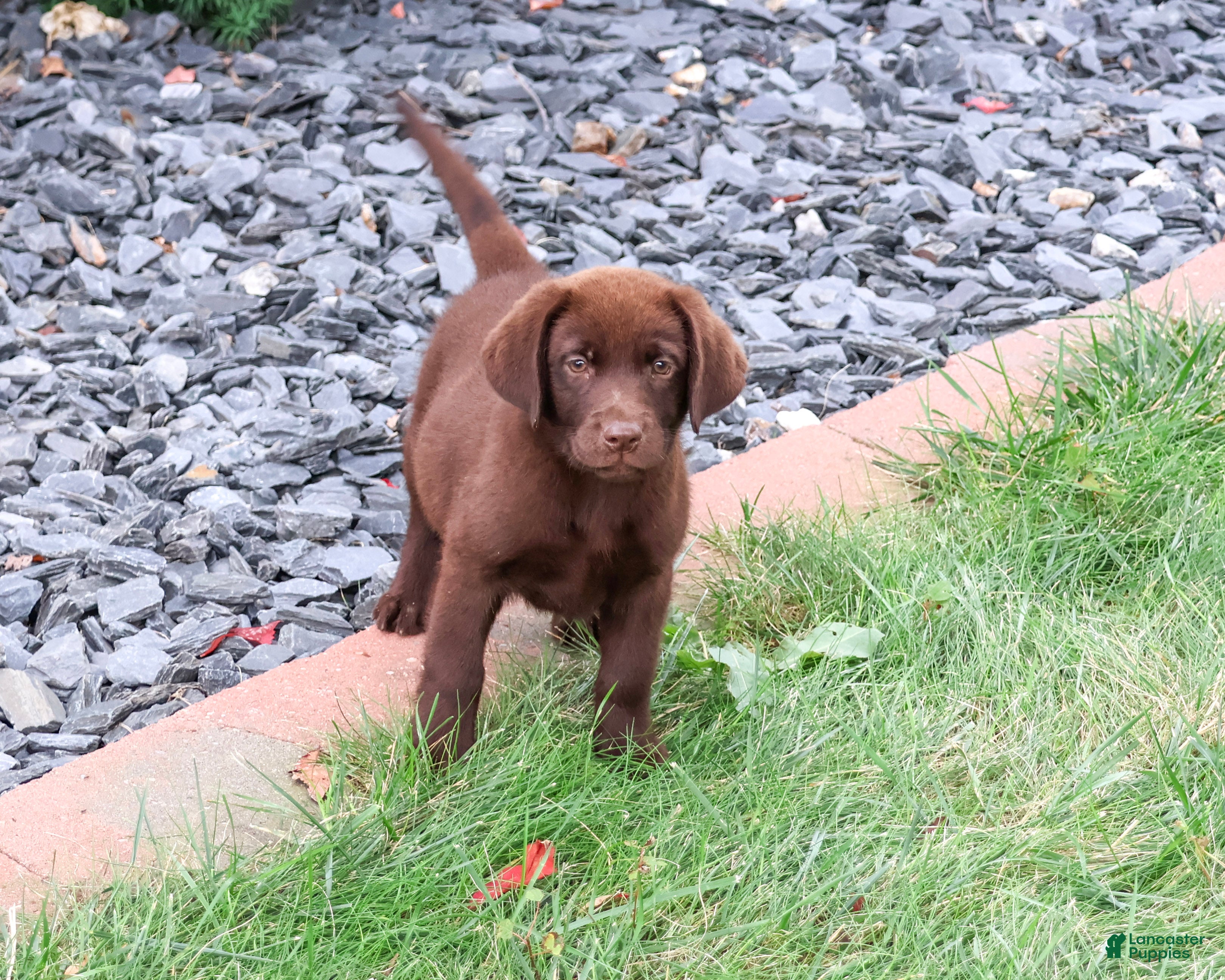 Labrador Retriever dogs Tootsie - Ad 1