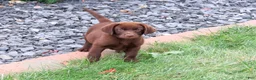 Labrador Retriever dogs for sale: Tootsie - Ad 1