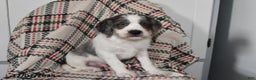 Mixed Breed dogs for sale: Buckeye - Ad 5
