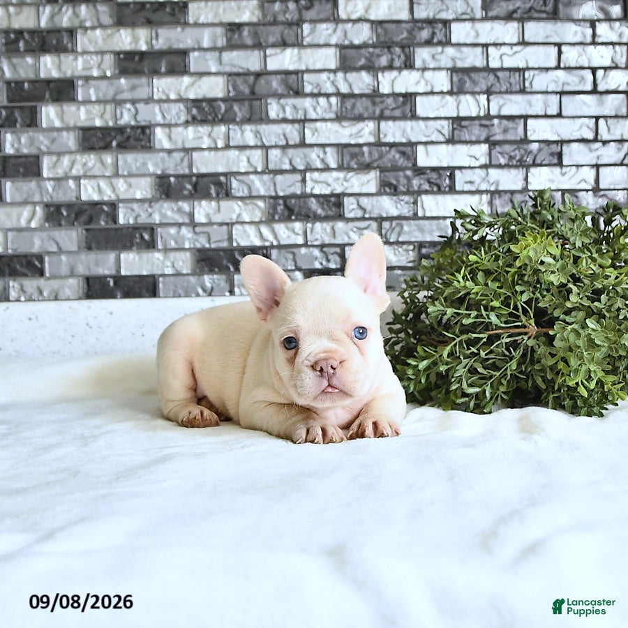 French Bulldog dogs Atlas - Ad 1
