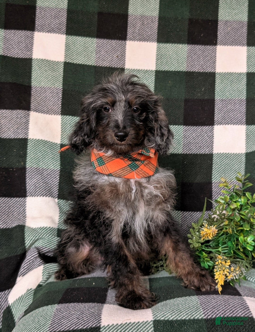 Cockapoo dogs for sale: Santiago Hypoallergenic - Ad 3