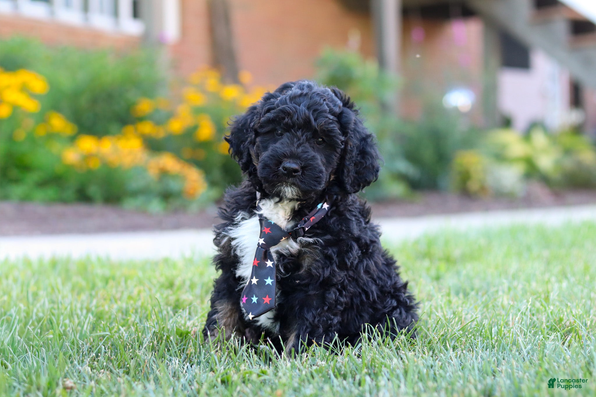 Bernedoodle dogs Denali - Ad 1