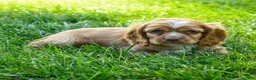 Cocker Spaniel dogs for sale: Starbucks - Ad 3
