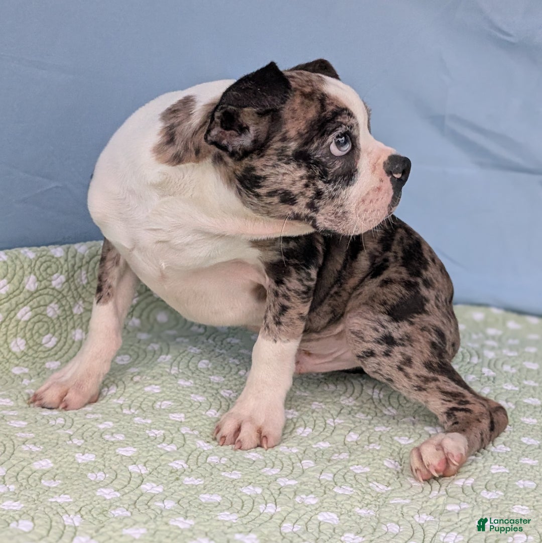 Boston Terrier dogs for sale: Merlin - Ad 9