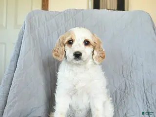 Mini Goldendoodle dogs for sale: Lulu - Ad 1